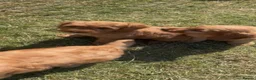 Cockapoo dogs for sale: Healthy cockapoos  - Advert 5