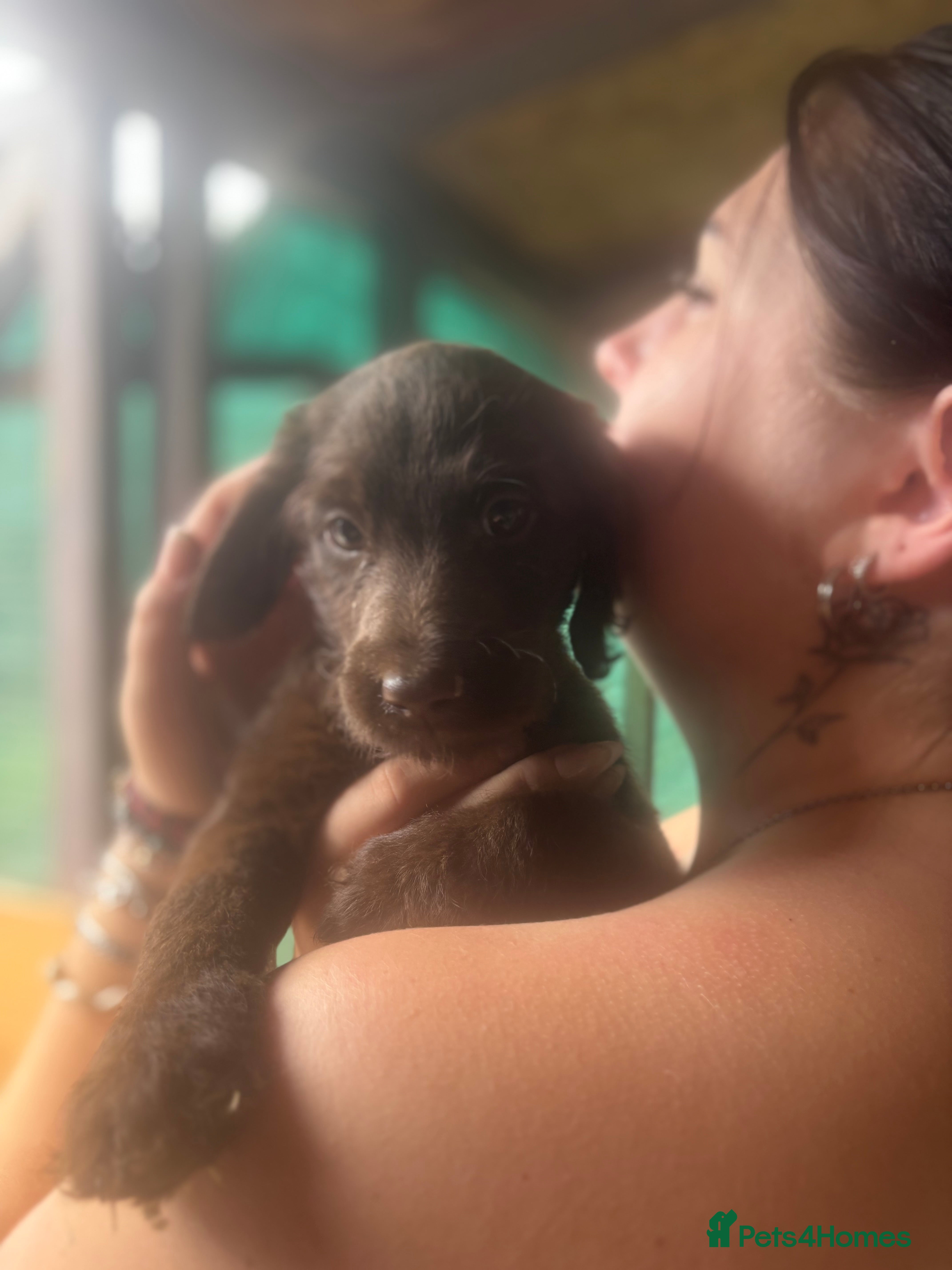 Labradoodle dogs Labradoodle  - Advert 2