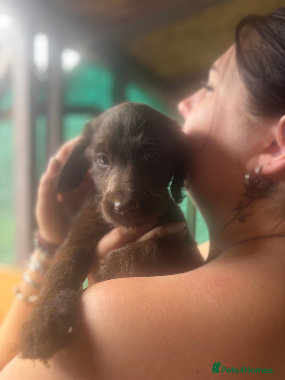 Labradoodle dogs for sale: Labradoodle  - Advert 2