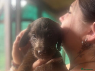 Labradoodle dogs Labradoodle - Advert 14