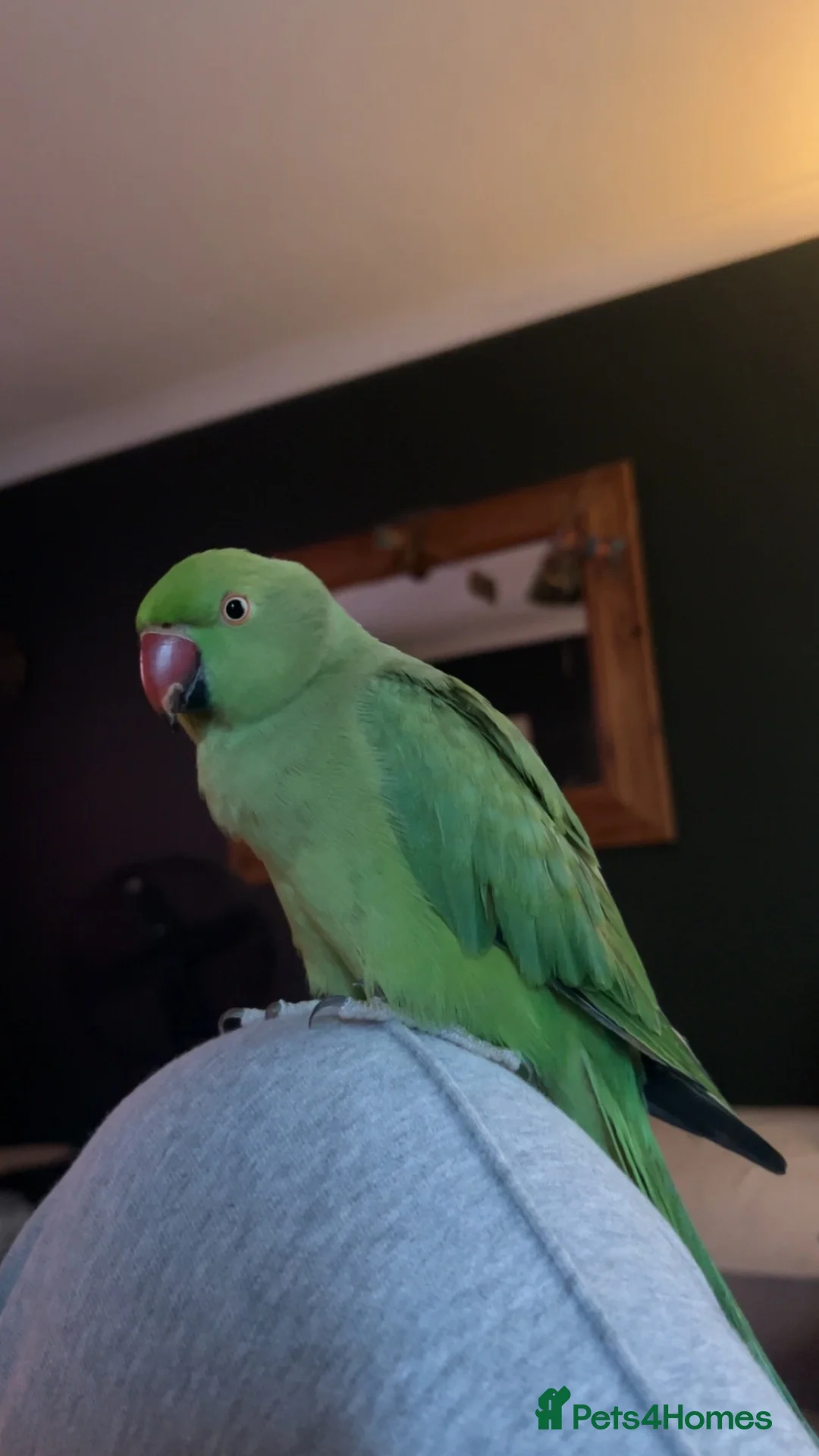 Ringnecks birds for sale: Male and female Indian ring neck parakeets  - Advert 5