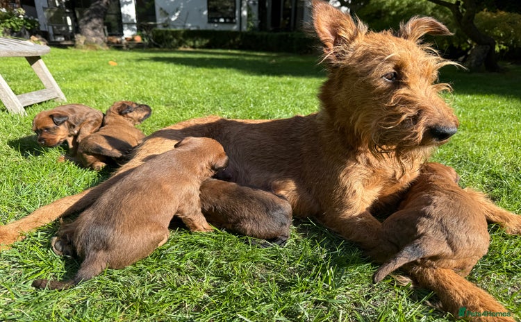 Irish Terrier dogs - Advert 1