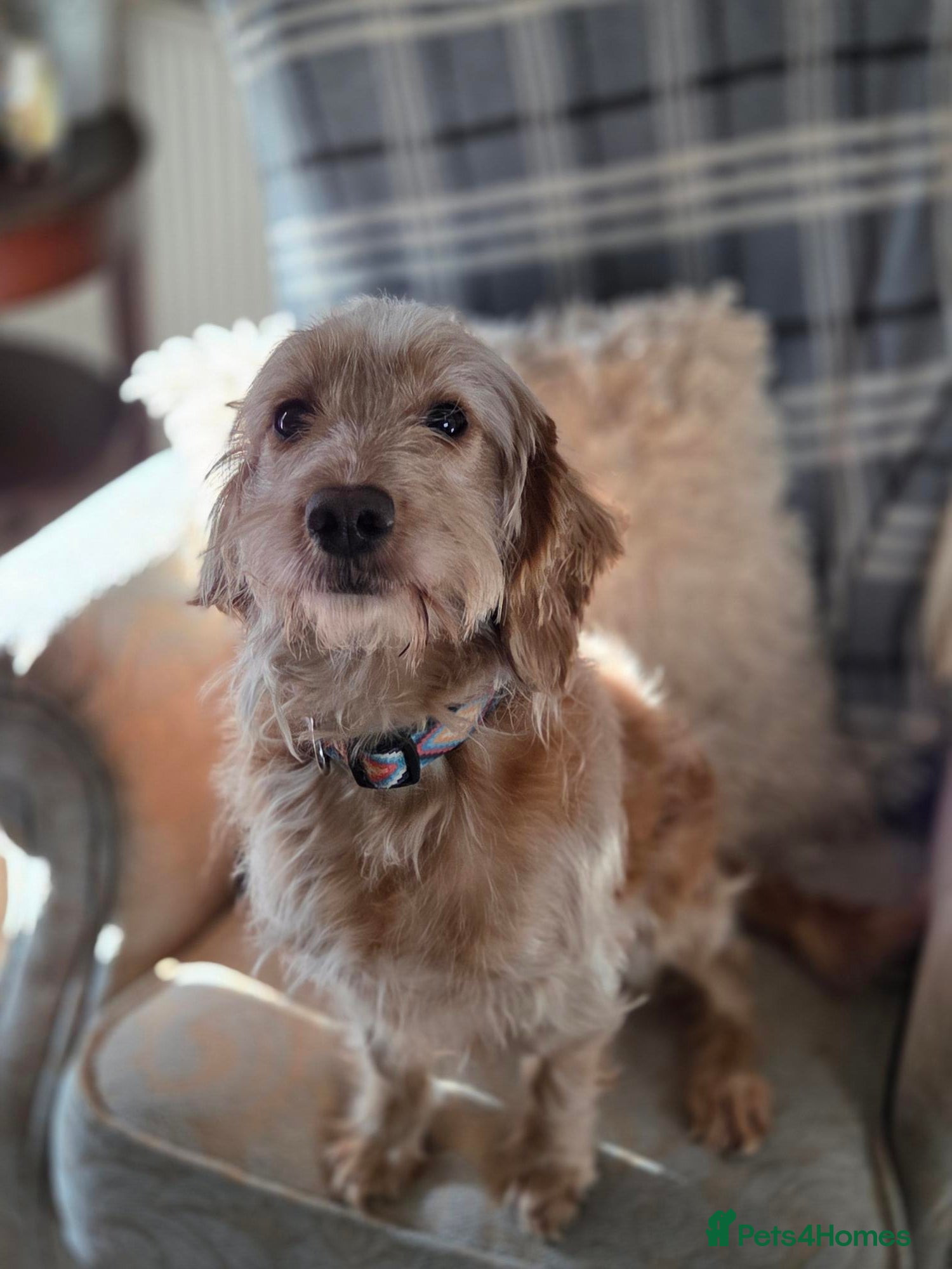 Mixed Breed dogs Gentle Spaniel Cross Looking for a Patient, Home - Advert 4