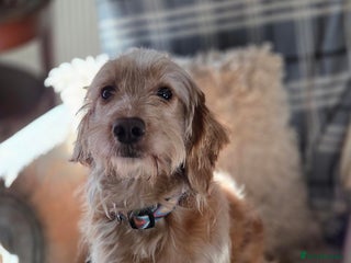 Mixed Breed dogs Gentle Spaniel Cross Looking for a Patient, Home - Advert 4