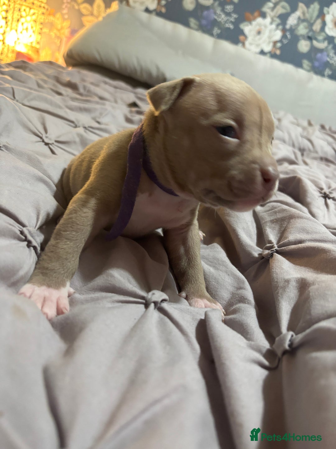 American Bully dogs for sale: Pocket Bully Puppies - Advert 26