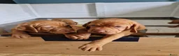 Hungarian Vizsla dogs for sale: READY TO LEAVE ,. 4 Beautiful girls left. - Advert 29