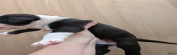 Mixed Breed dogs for sale: Borador bully puppies x3 girl viewings now  - Advert 24