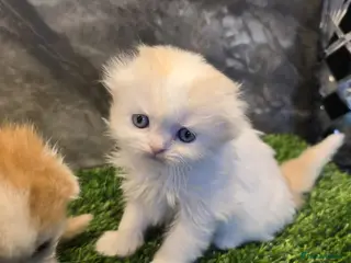 Scottish Fold cats Five wee Wonders seeking mum or dad - Advert 1