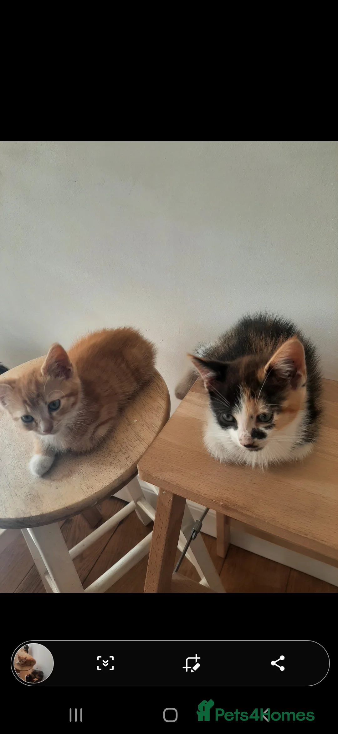 Mixed Breed cats for sale: Adorable Kittens in London - Advert 2