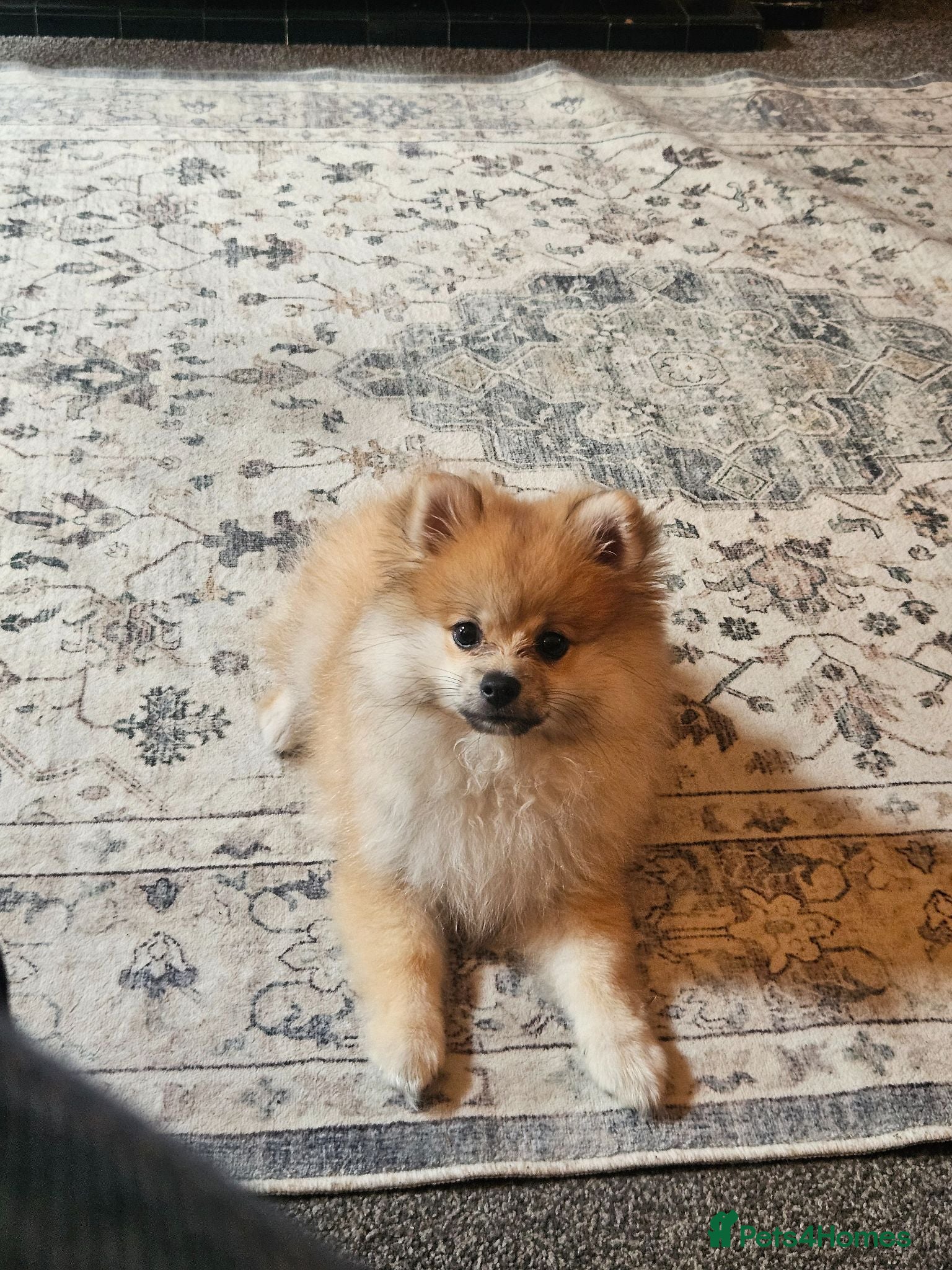 Pomeranian dogs Sable Pomeranian - 16 weeks - Advert 10