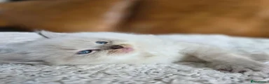 Ragdoll 2