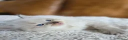 Ragdoll cats for sale: Beautiful Ragdoll Kittens - Advert 5