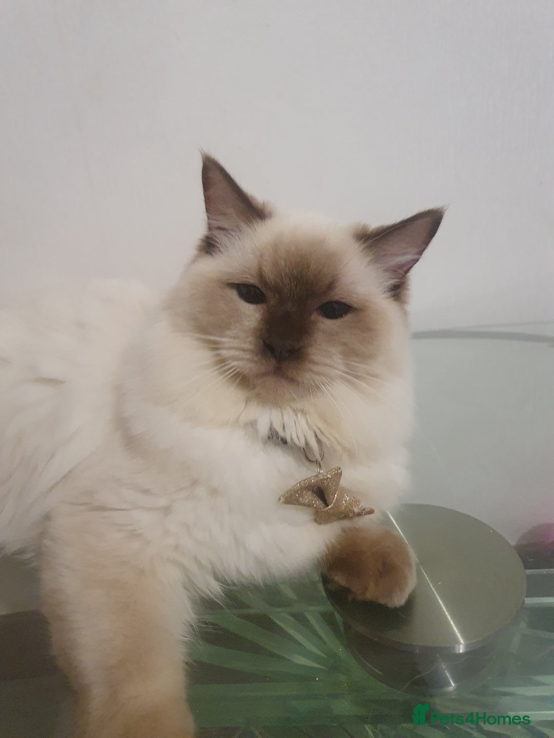 Ragdoll cats for sale: 6.5Months RagdollBoys - Advert 20