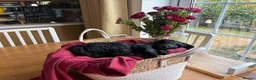 Australian Labradoodle dogs for sale: Australian labradoodle's  - Advert 12