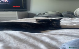 British Shorthair cats for sale: Kitten for sale! - Image 2
