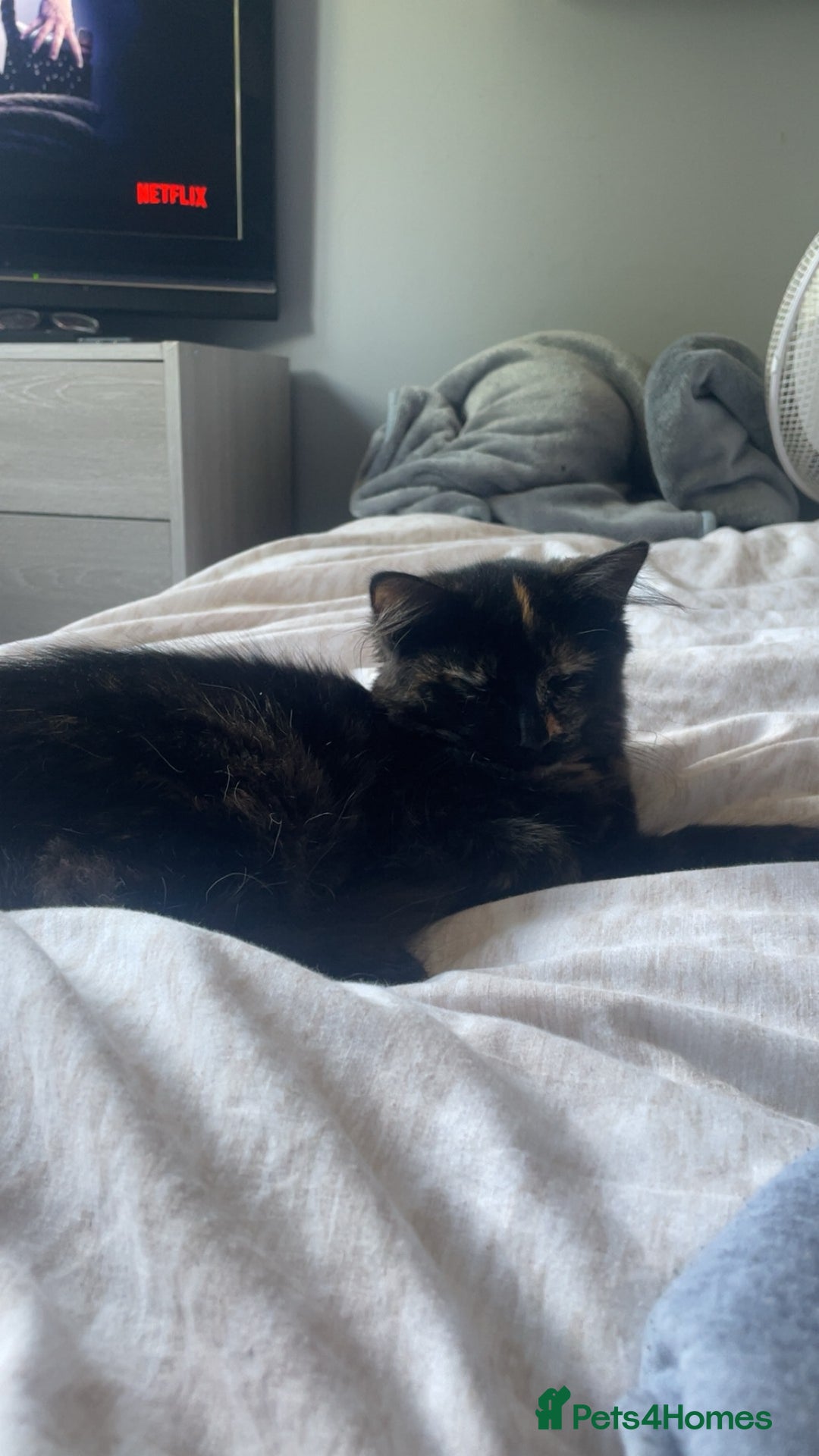 British Shorthair cats for sale: Kitten for sale! - Image 2