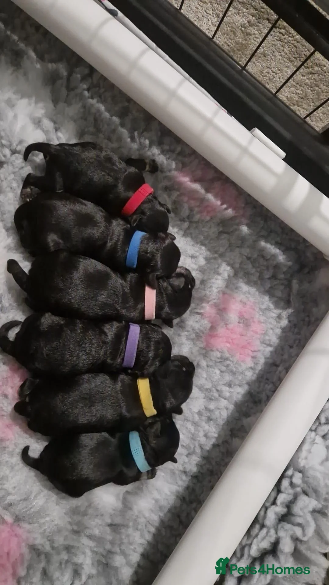 Miniature Schnauzer dogs for sale: Miniature Schnauzer in Pontypool - Advert 1