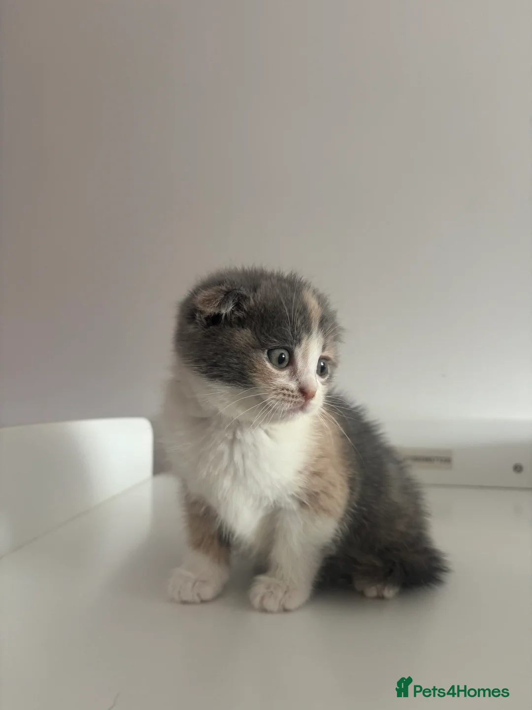 Scottish Fold cats for sale: FEMALE KITTEN READY NOW - Advert 3