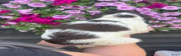 English Springer Spaniel dogs for sale: KC Registered Springer Spaniel Pups - Advert 3