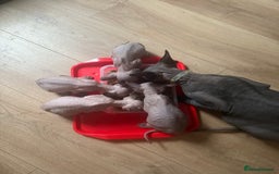 Sphynx cats for sale: Amazing kitten looking for family ❤️❤️❤️ - Image 15