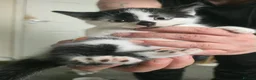 Mixed Breed cats for sale: Beautiful kittens for sale🩵 - Advert 9