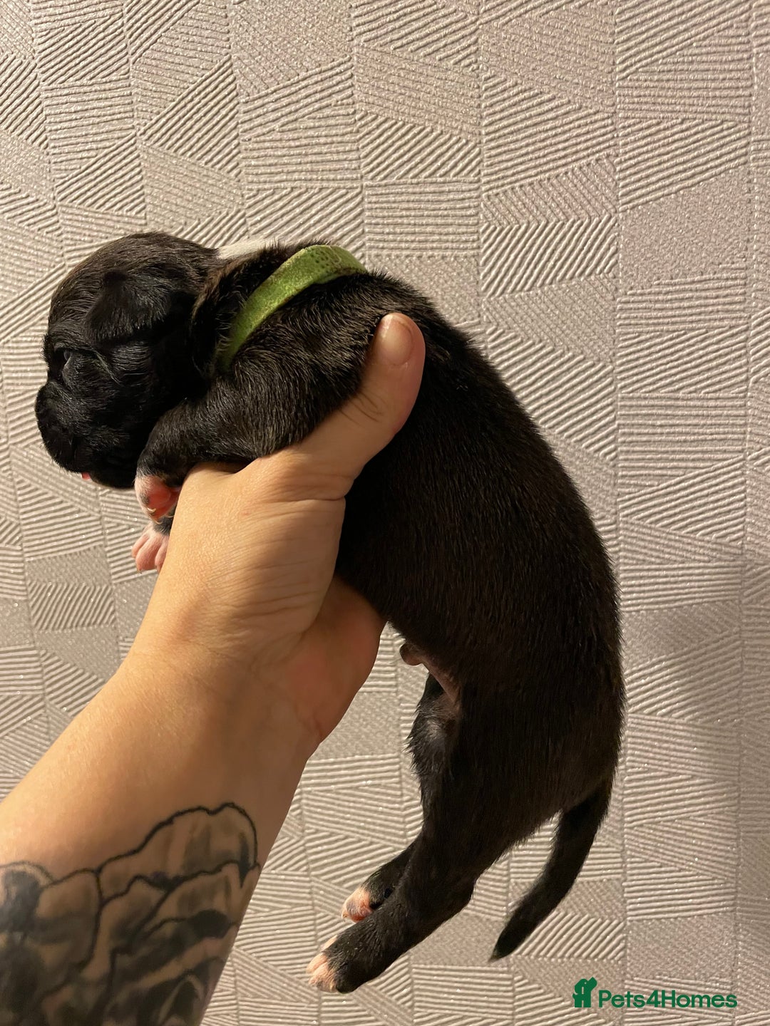 Mixed Breed dogs for sale: READY FOR THERE FOREVER HOMES 1 GIRL & - BOY  - Advert 21