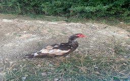 Ducks poultry for sale: Chocolate (only) Muscovy ducks and drakes - Image 7