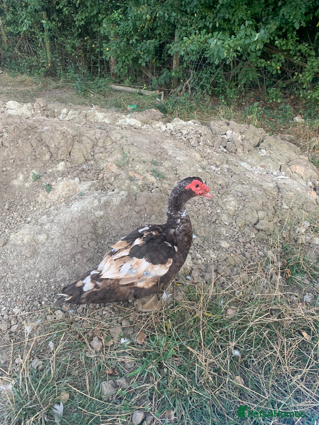 Ducks poultry for sale: Chocolate (only) Muscovy ducks and drakes - Image 7