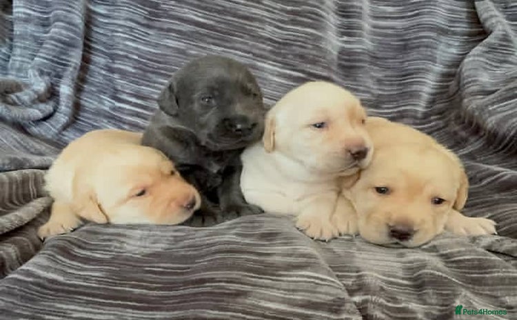 Labrador Retriever dogs - Advert 8