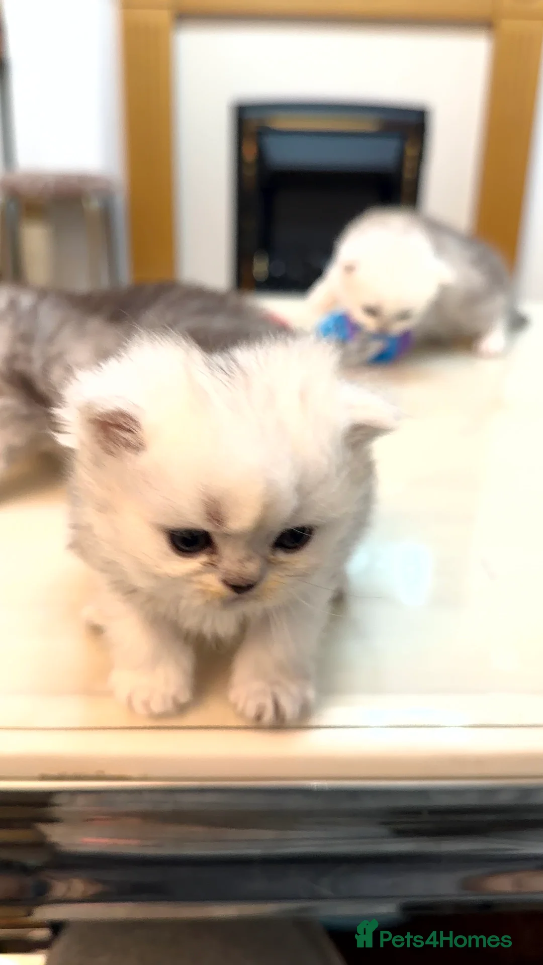 Persian cats for sale: 2 female 1 male chinchilla Persian kittens - Advert 5