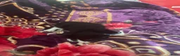 Mixed Breed cats for sale: Miss and her beautiful babies   - Advert 7
