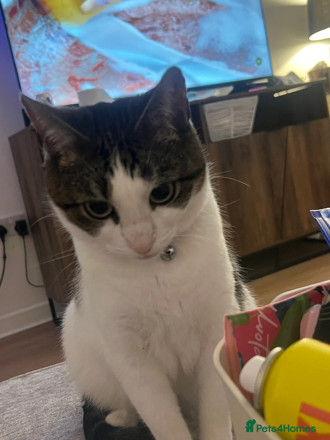 Domestic Shorthair cats for sale: This is Lola  in Birmingham - Advert 2