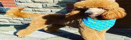Bernedoodle dogs for sale: Top Quality BERNEDOODLE Puppies  - Advert 17