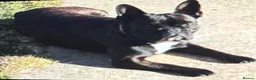 Mixed Breed dogs for sale: Frow frow puppies for sale in Glasgow - Advert 1