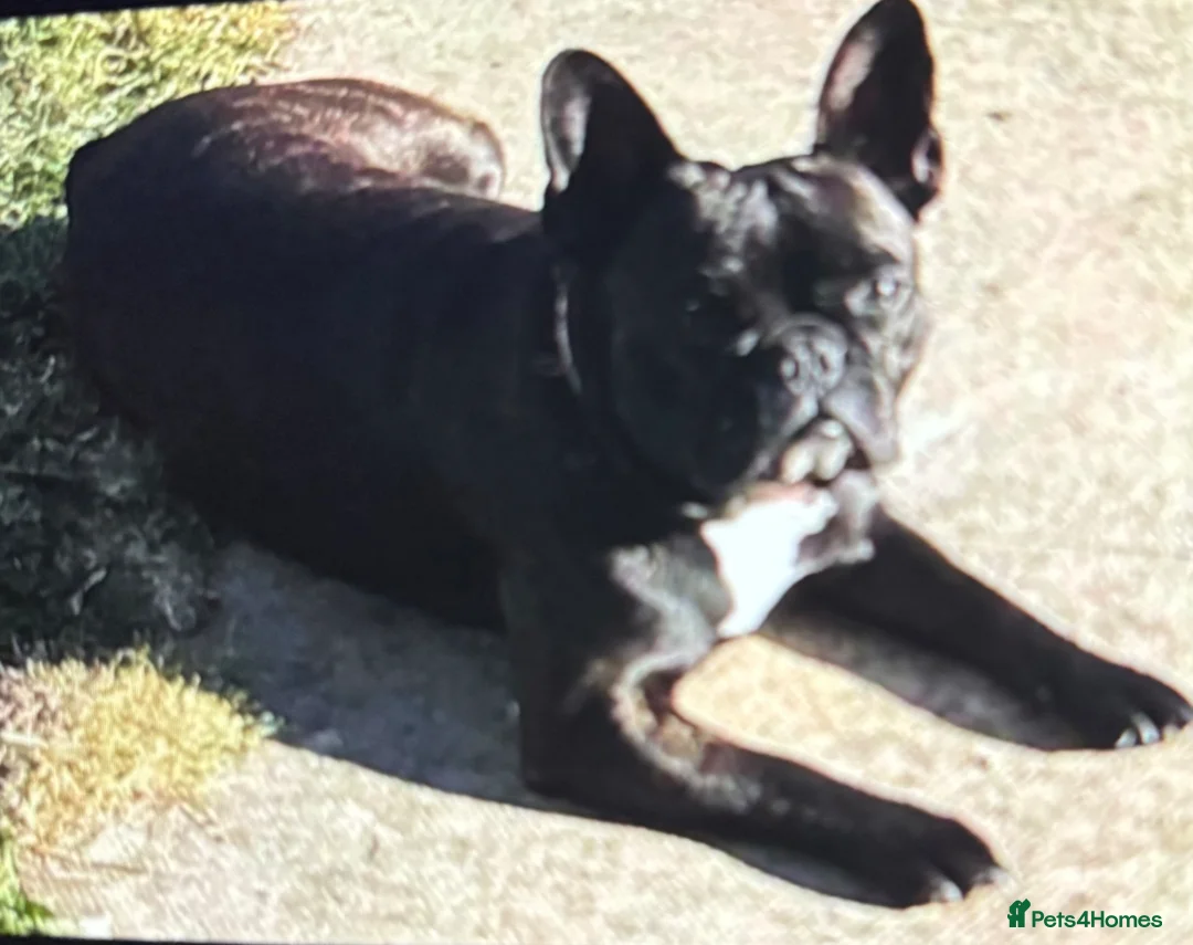 Mixed Breed dogs for sale: Frow frow puppies for sale in Glasgow - Advert 1