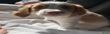 Brittany Spaniel 3