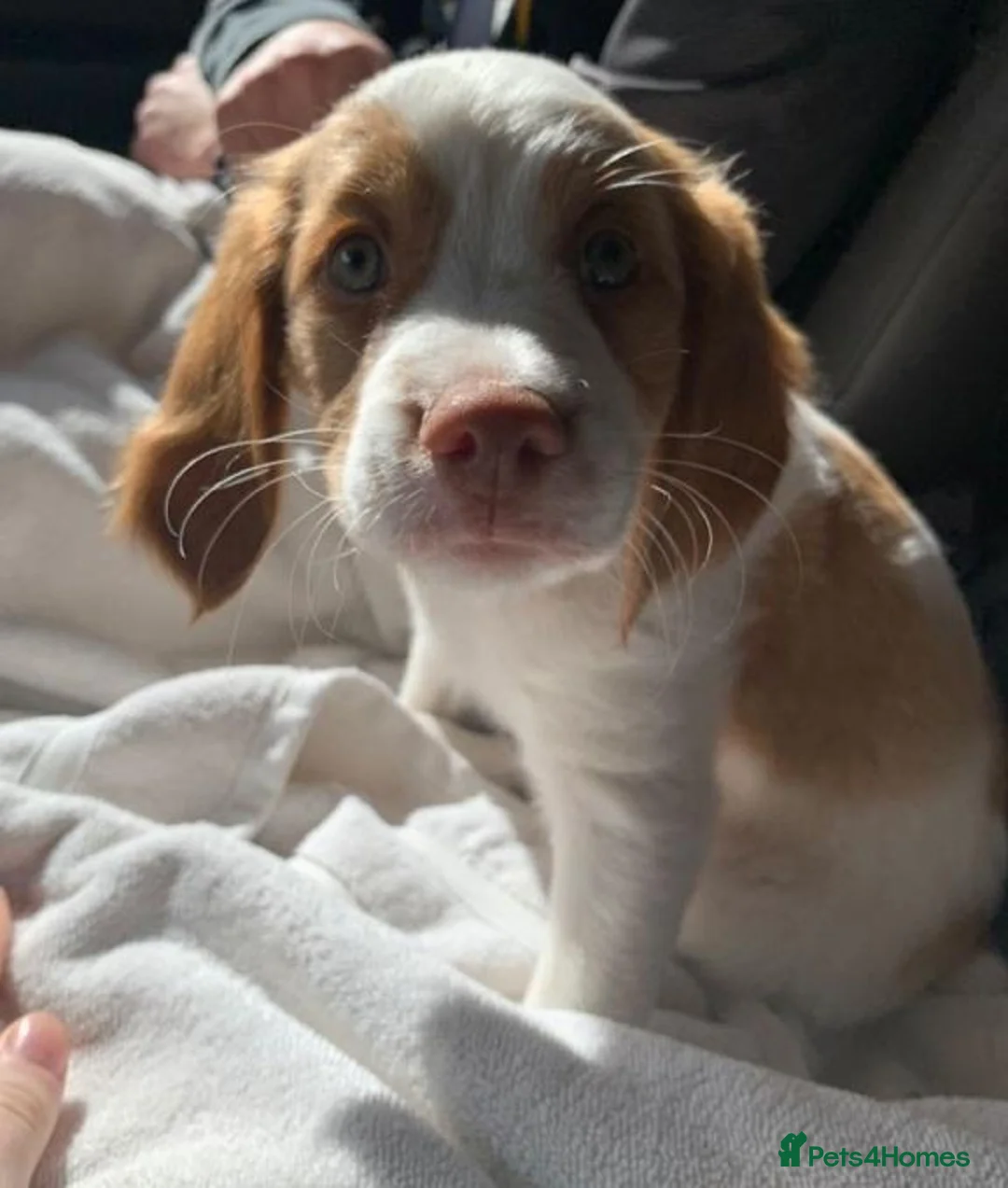 Brittany Spaniel dogs for sale: A Noble Breed with a Loving Heart-Brittany Spaniel in Bournemouth - Advert 2