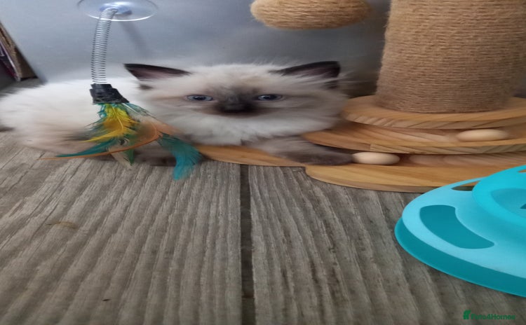 Ragdoll cats - Advert 5