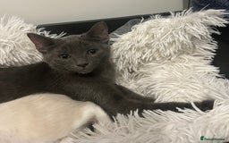 Ragdoll cats for sale: Adorable kittens ( Ragdoll cross) - Image 5