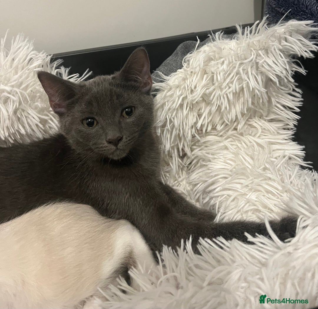 Ragdoll cats for sale: Adorable kittens ( Ragdoll cross) - Image 5