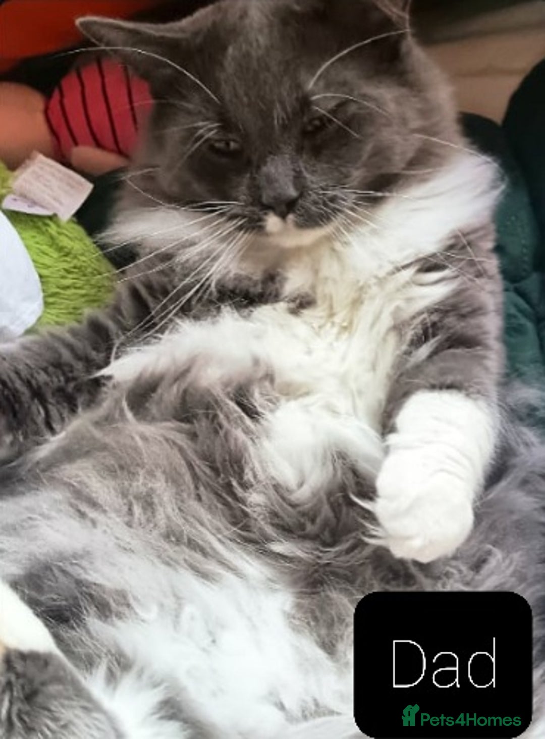 Ragdoll cats for sale: Maincoon ×Ragdoll (Ragcoon) kittens  - Image 18
