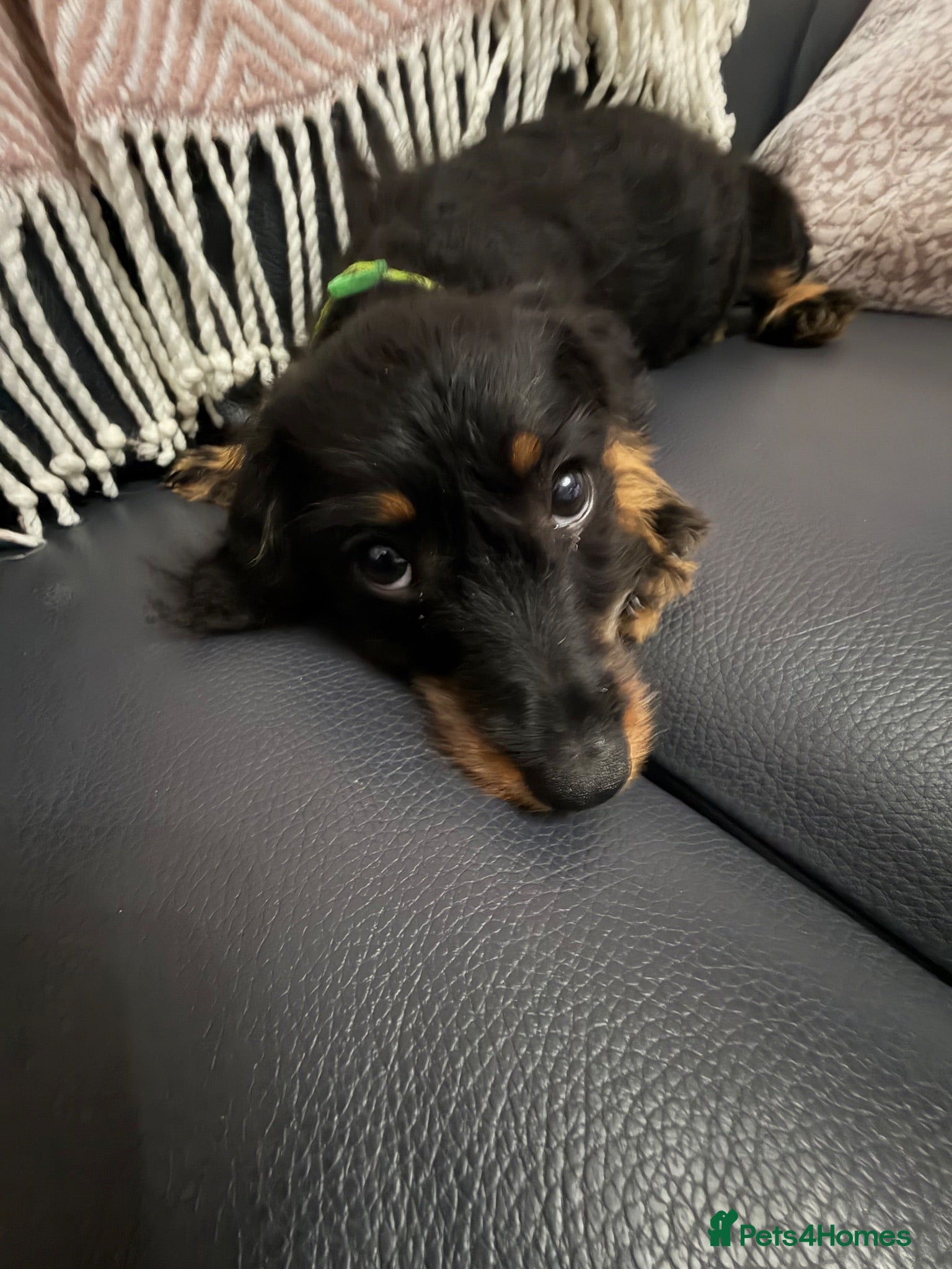 Mixed Breed dogs Cavapoo x dachshund  - Advert 8
