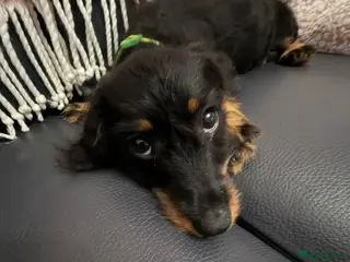 Mixed Breed dogs Cavapoo x dachshund - Advert 1