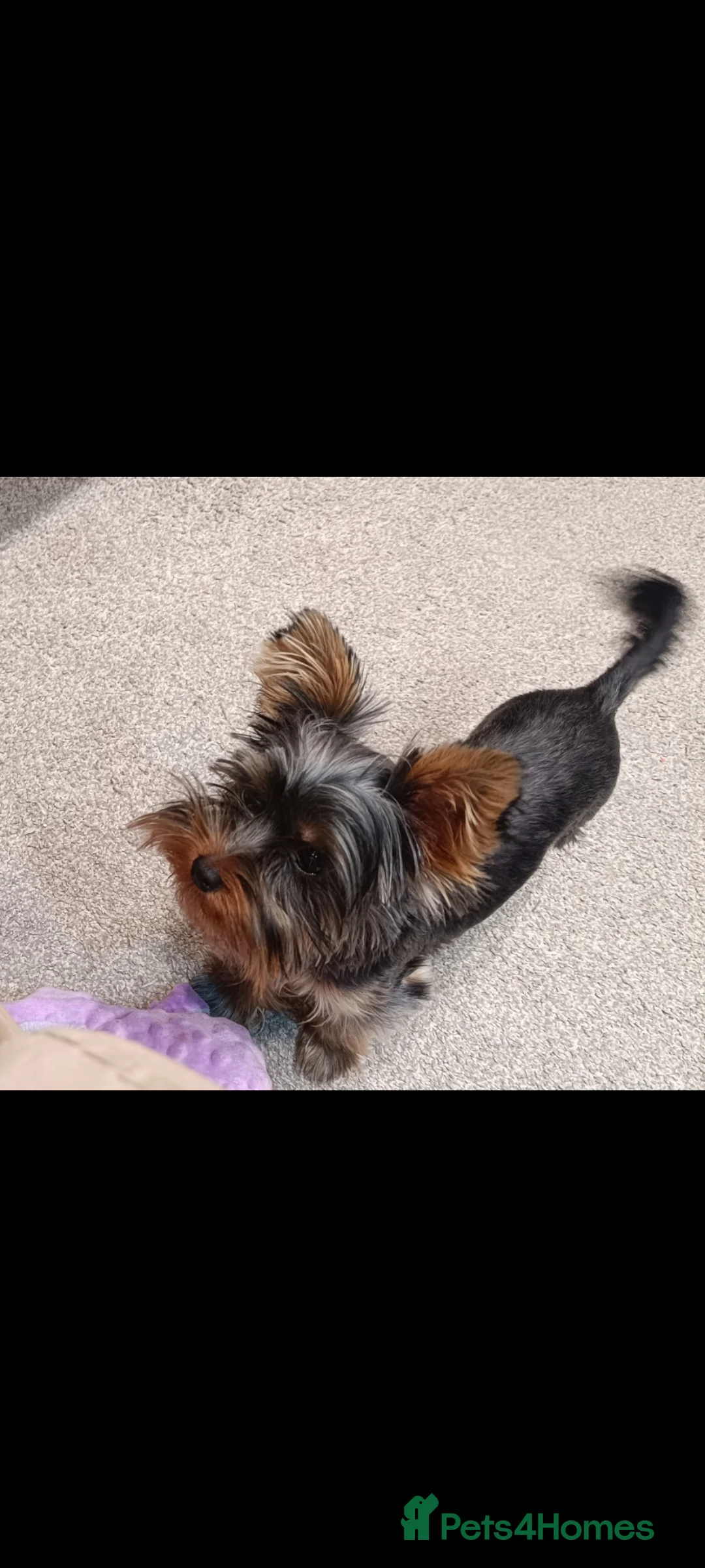 Yorkshire Terrier dogs for sale: Yorkshire terrier miniature girl in Pontefract - Advert 8