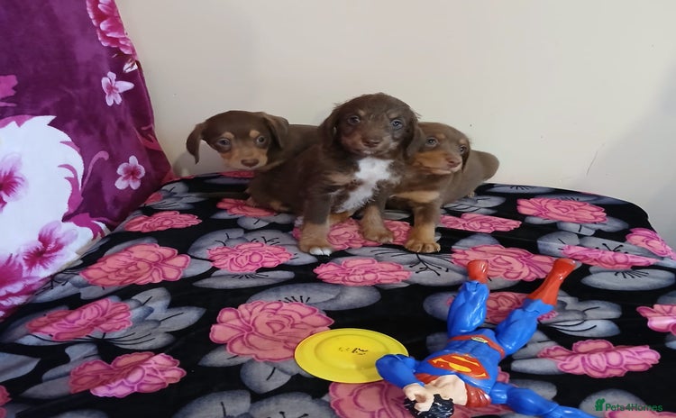 Doxiepoo dogs - Advert 1