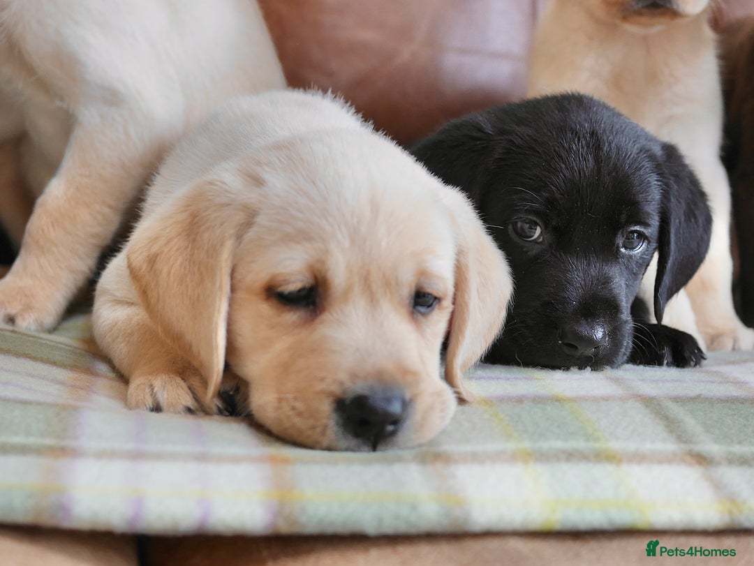 Labrador Retriever dogs for sale: Quality Health Tested Labrador Puppies - Image 12