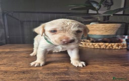 Labrador Retriever dogs for sale: Labrador retriever puppies - Image 10