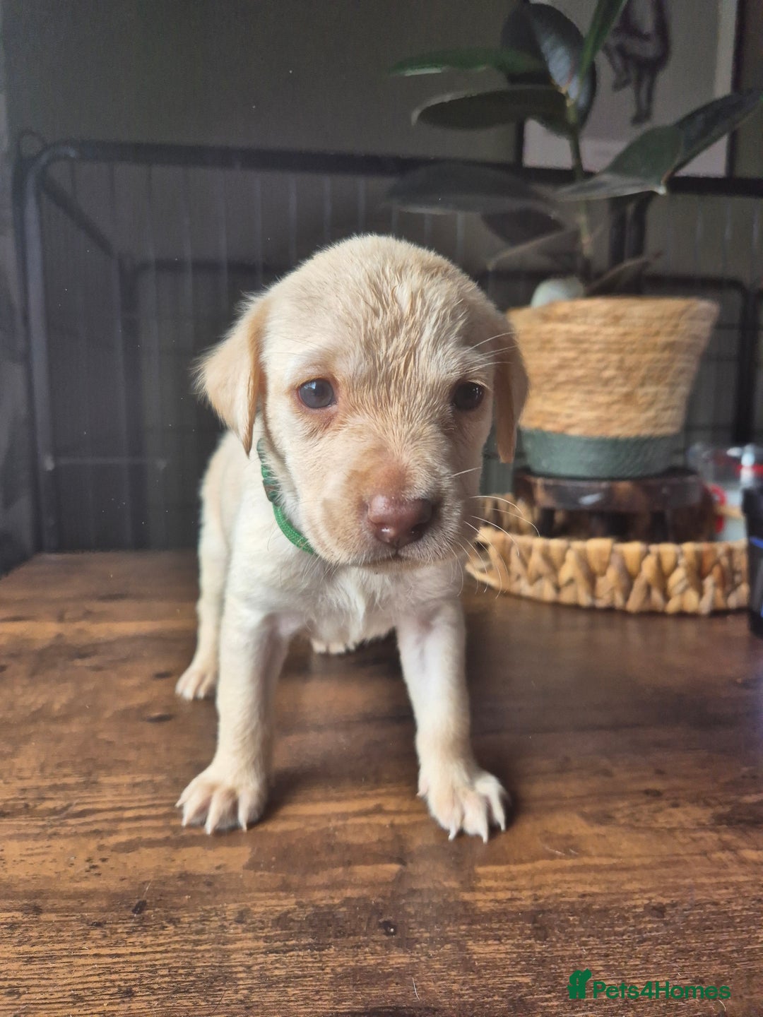 Labrador Retriever dogs for sale: Labrador retriever puppies - Image 10