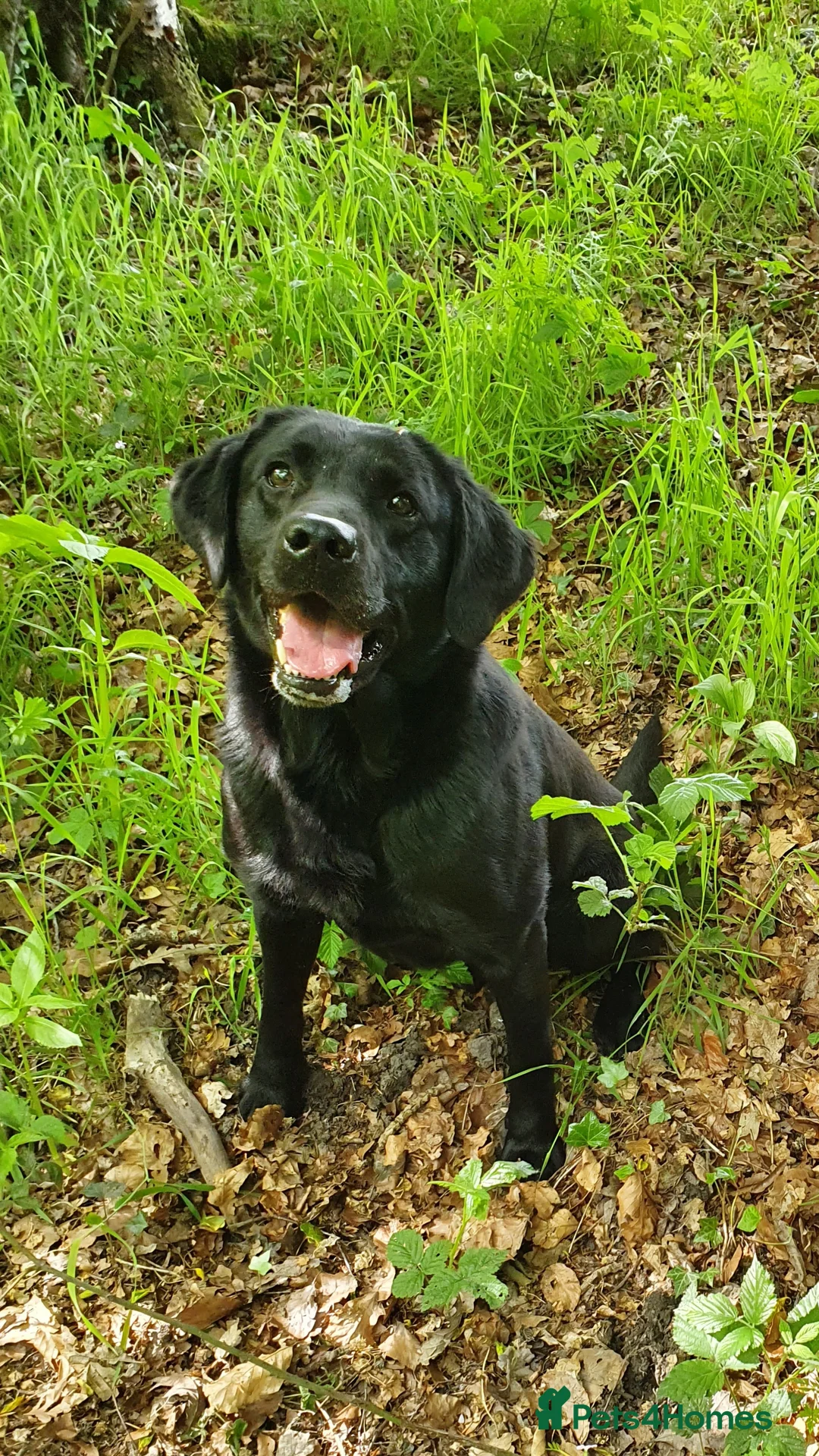 Cockerdor dogs for sale: COCKERDOR  PUPPIES - Advert 8