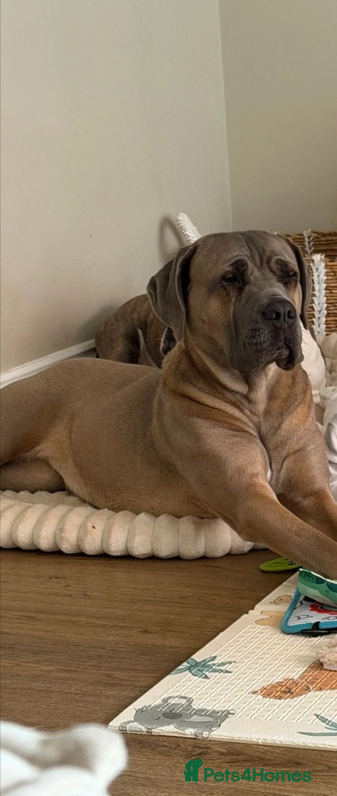 Cane Corso dogs for sale: Cane Corso Female - 2, years old - Advert 1